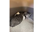 Adopt Cloud a White (Mostly) Domestic Shorthair / Mixed (short coat) cat in Fort