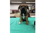 Adopt Gigi a Tan/Yellow/Fawn - with Black Hound (Unknown Type) / German Shepherd