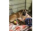 Adopt Sara ???? Available 6/8 a Brown/Chocolate - with White Great Pyrenees dog