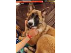 Adopt Sadie Mae ???? Available 6/8 a Brown/Chocolate - with White Great Pyrenees
