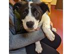 Adopt Fondue a Black - with White Pit Bull Terrier / Labrador Retriever dog in