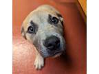 Adopt Falafel a Tan/Yellow/Fawn Pit Bull Terrier / Labrador Retriever dog in