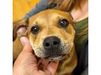 Adopt Fig a Brown/Chocolate Pit Bull Terrier / Labrador Retriever dog in