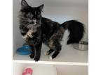Adopt Everest a Tortoiseshell Domestic Shorthair / Mixed cat in Accident