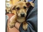 Adopt Flapjack a Brown/Chocolate Pit Bull Terrier / Labrador Retriever dog in