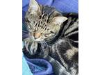 Adopt Dana a Brown Tabby Domestic Shorthair (short coat) cat in St.