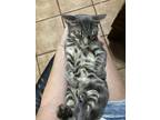 Adopt Fievel a Gray, Blue or Silver Tabby Domestic Shorthair (short coat) cat in