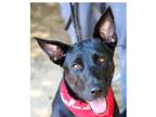 Adopt Doja a Black - with White German Shepherd Dog / Labrador Retriever dog in
