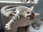Adopt Wren a Spotted Tabby/Leopard Spotted Domestic Shorthair cat in Poplar
