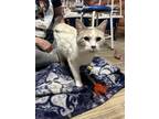 Adopt Missy a White Domestic Shorthair / Mixed (short coat) cat in Fort Collins