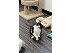 Adopt Dixxon a Black & White or Tuxedo Domestic Shorthair / Mixed (short coat)