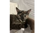 Adopt Reesie a Black (Mostly) Domestic Shorthair (short coat) cat in Fort