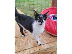 Adopt Wren a Black & White or Tuxedo Domestic Shorthair / Mixed (short coat) cat