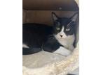 Adopt Sylvester a Black & White or Tuxedo Domestic Shorthair / Mixed (short