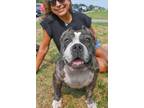 Adopt Sushi a Black Pit Bull Terrier / Mixed dog in Oak Bluffs, MA (41531393)
