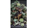 Adopt Lily a Black Miniature Pinscher dog in Bellingham, WA (41551384)