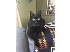 Adopt Crash a All Black Manx (short coat) cat in Bellingham, WA (41531394)