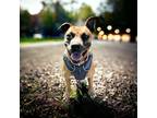 Adopt Barbie a Brown/Chocolate Boxer dog in Bellingham, WA (41531395)