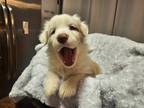 Adopt Maddy a White - with Brown or Chocolate Mixed Breed (Medium) dog in