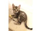 Adopt Tonka Truck a Brown Tabby Domestic Shorthair (short coat) cat in Tucson
