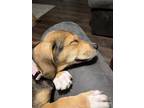 Adopt Rizzo a Boxer / Siberian Husky dog in Suffolk, VA (41494859)