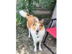 Adopt Belle a White - with Brown or Chocolate Collie / Mixed dog in Sugar Land
