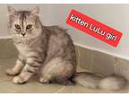 Adopt Lulu a Spotted Tabby/Leopard Spotted Persian (long coat) cat in