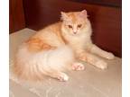 Adopt Dunya a Spotted Tabby/Leopard Spotted Persian (long coat) cat in