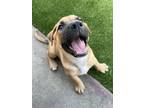 Adopt Skipper a Rhodesian Ridgeback / Staffordshire Bull Terrier dog in Oakdale