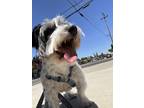 Adopt Spidey a Jack Russell Terrier / Terrier (Unknown Type