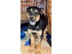Adopt Gordy a Black - with Tan, Yellow or Fawn Australian Kelpie / Shepherd