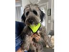 Adopt Watson a Gray/Blue/Silver/Salt & Pepper Schnauzer (Standard) dog in
