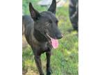 Adopt Bear a Black German Shepherd Dog / Mixed dog in New York, NY (41531276)
