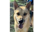 Adopt Coyote a Tan/Yellow/Fawn - with Black German Shepherd Dog / Mixed dog in