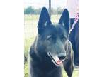 Adopt Bubba a Black - with White German Shepherd Dog / Mixed dog in New York