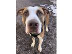 Adopt Chili a Mixed Breed (Medium) / Mixed dog in Houghton, MI (41531362)