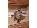 Adopt Daisy Tabby G. a Domestic Shorthair / Mixed (short coat) cat in Peoria