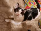 Adopt Rizzoli a Domestic Shorthair / Mixed (short coat) cat in Peoria
