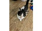 Adopt Isles a Domestic Shorthair / Mixed (short coat) cat in Peoria