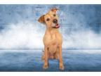 Adopt Brody a White Border Terrier / Terrier (Unknown Type