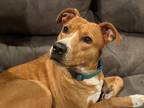 Adopt CC a Tan/Yellow/Fawn - with White Coonhound / Labrador Retriever dog in