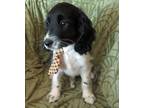 Adopt Oscar a Black - with White Cocker Spaniel / Poodle (Miniature) dog in
