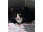 Adopt Luca a Domestic Shorthair / Mixed (short coat) cat in Dickson