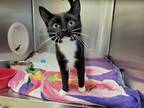 Adopt Adele a Domestic Shorthair / Mixed (short coat) cat in Dickson