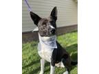 Adopt Arlo a Black - with White Border Collie dog in Dickson, TN (41530036)