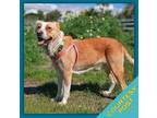 Adopt Kira (CP) a Brown/Chocolate - with White Mixed Breed (Medium) dog in San