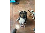 Adopt Skeeter a Black - with White Border Collie / Anatolian Shepherd dog in