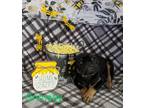 Adopt Grimsby a Black - with Brown, Red, Golden, Orange or Chestnut Pug dog in
