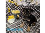 Adopt Prince Eric a Black - with Brown, Red, Golden, Orange or Chestnut Pug dog