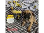Adopt Scuttle a Brown/Chocolate Pug dog in Tucson, AZ (41551279)